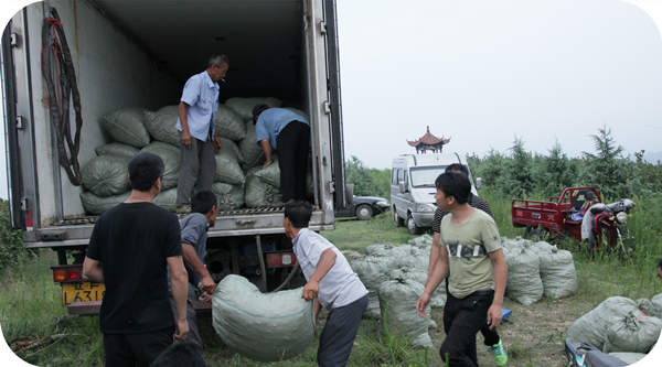 Hazel fruits are shipped all over the country