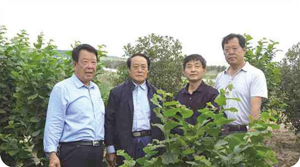 中國榛子之父梁維堅  中國經(jīng)濟林協(xié)會榛子分會會長王貴禧到基地指導榛苗繁育榛子種植技術