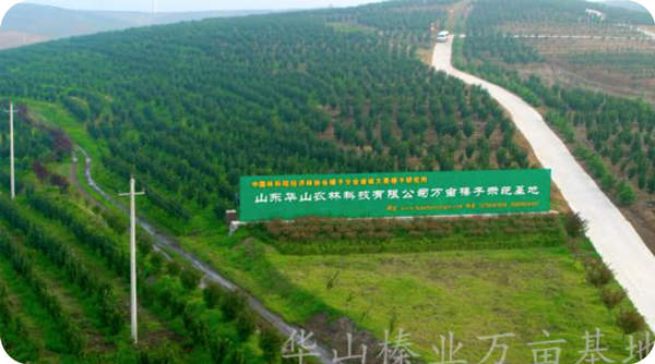 華山榛業(yè)萬畝榛子標(biāo)準(zhǔn)化示范基地完成栽植面積2.1萬畝