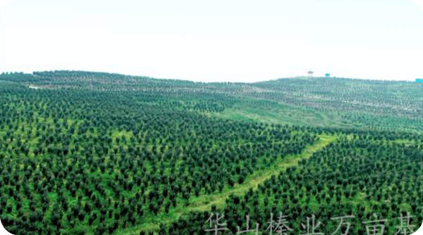 華山榛業(yè)萬畝榛子標(biāo)準(zhǔn)化示范基地榛子生長現(xiàn)狀