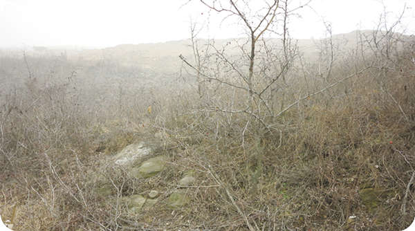 華山榛業(yè)萬畝榛子標(biāo)準(zhǔn)化示范基地建設(shè)前面貌